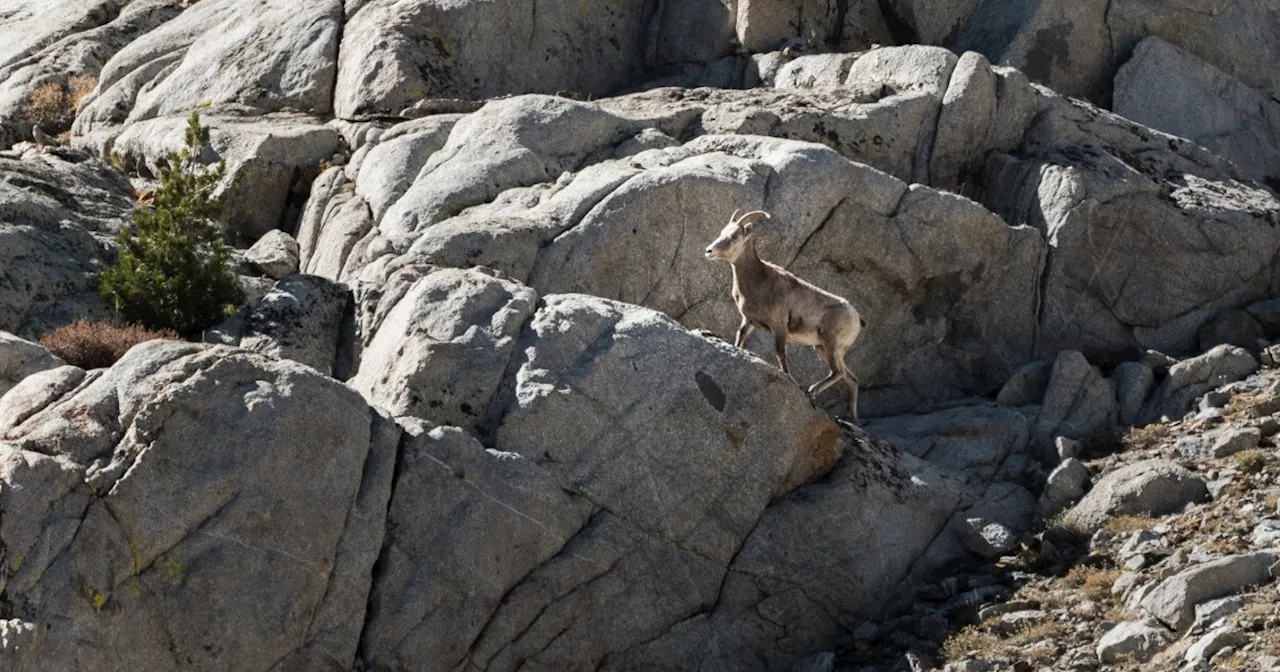 Sierra Bighorn Die-Off