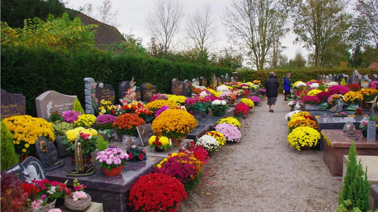 Toussaint: pourquoi dépose-t-on des chrysanthèmes sur les tombes?