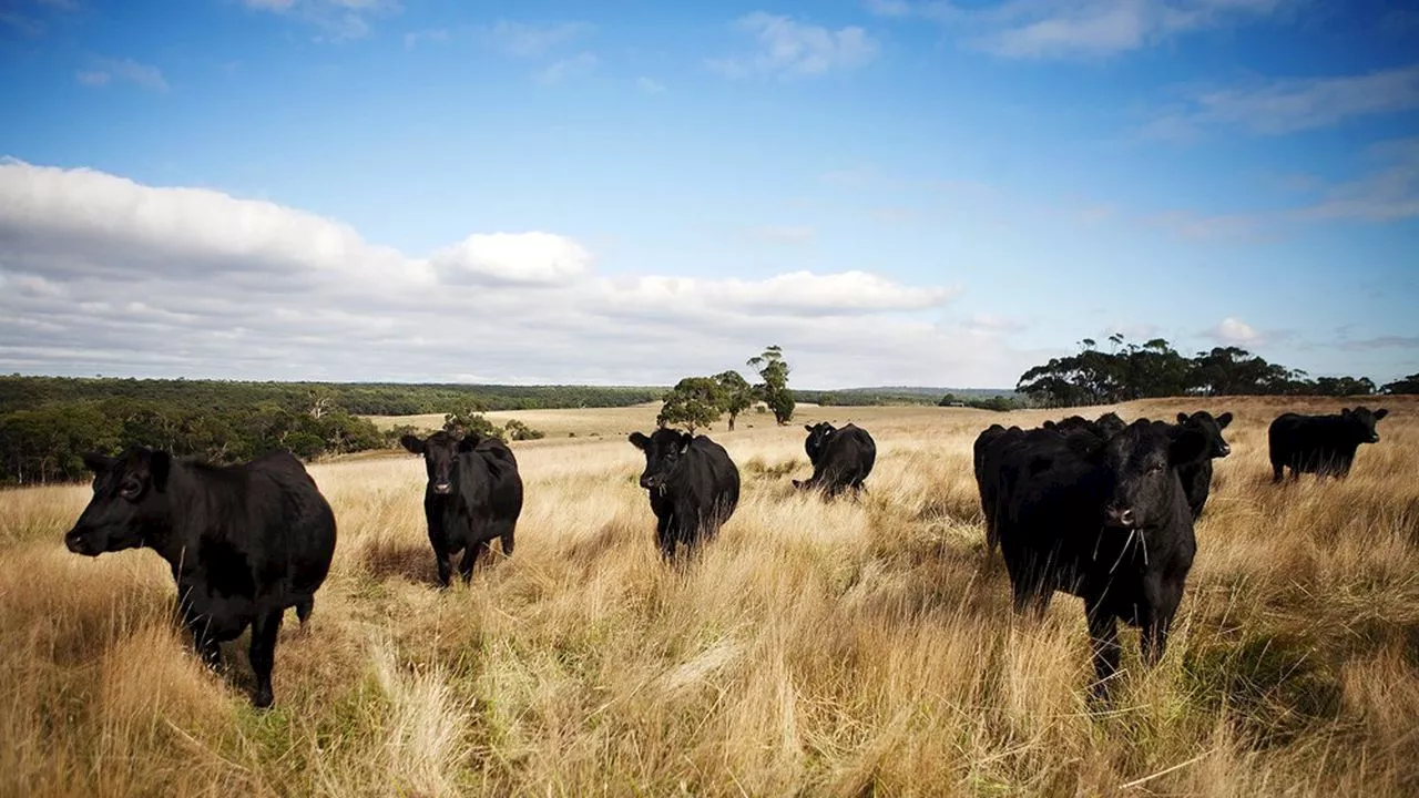 Échec des négociations commerciales entre l'UE et l'Australie