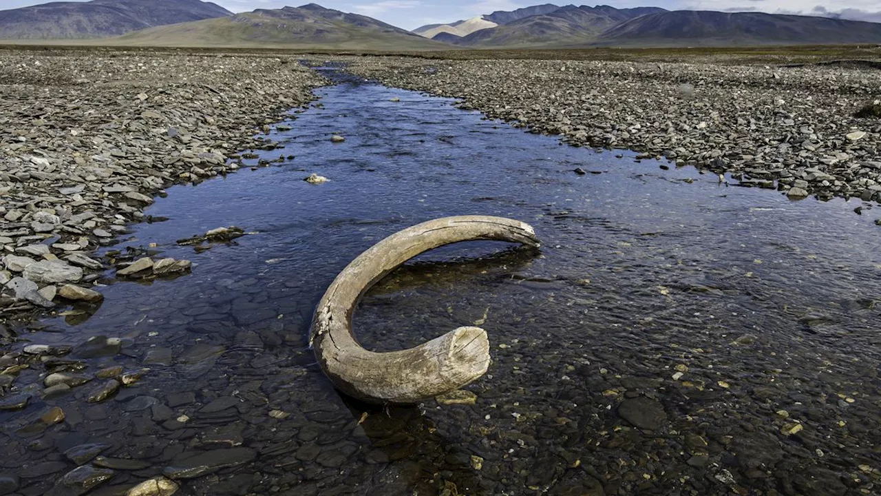 Girl discovers 100,000-year-old mammoth bones in Russian river while fishing with dad