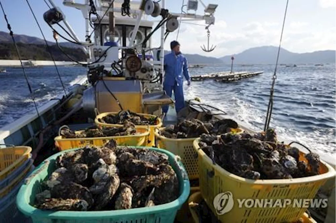 中 찍고 미국 가던 일본산 가리비…가공공장 동남아로 옮긴다