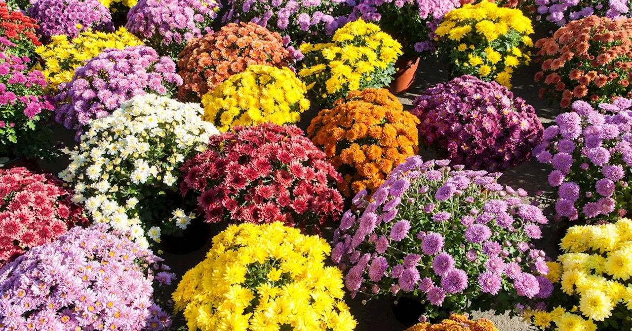 Pourquoi offre-t-on des chrysanthèmes pour la Toussaint ?