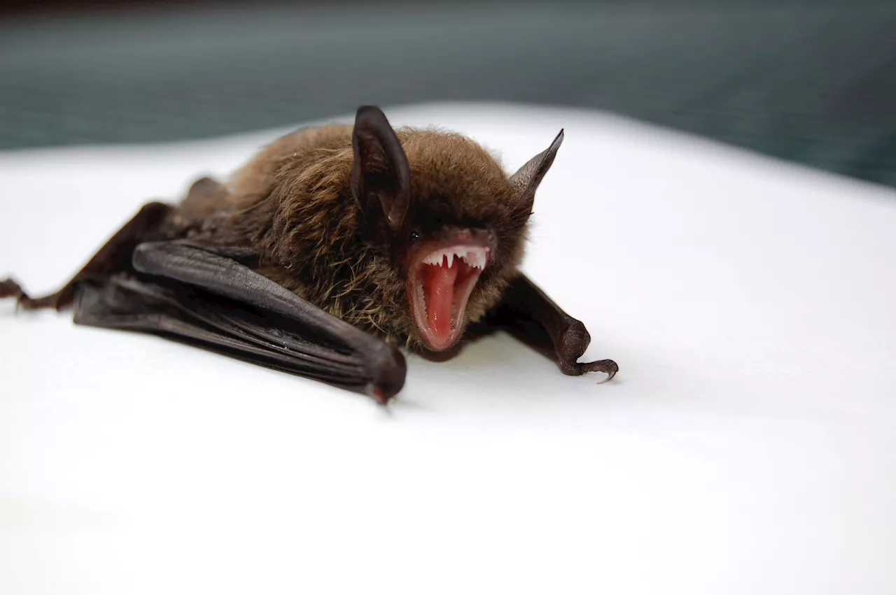 Scientists isolate 'pre-emerging' bat coronavirus but also identify existing medication that potently neutralizes it