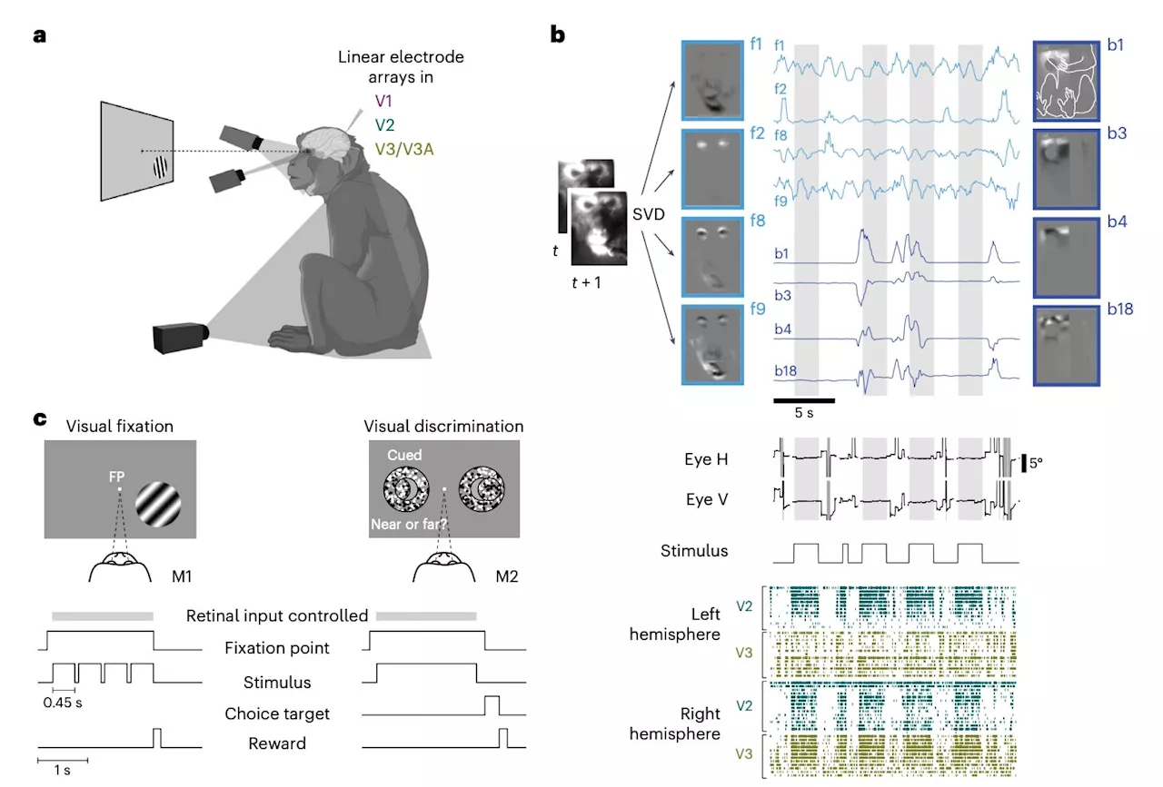 Study shows that activity in the primate visual cortex is minimally linked to spontaneous movements