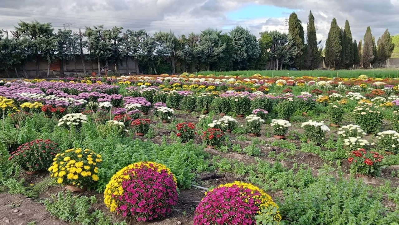 Les chrysanthèmes et les cyclamens à l'honneur en cette période de Toussaint