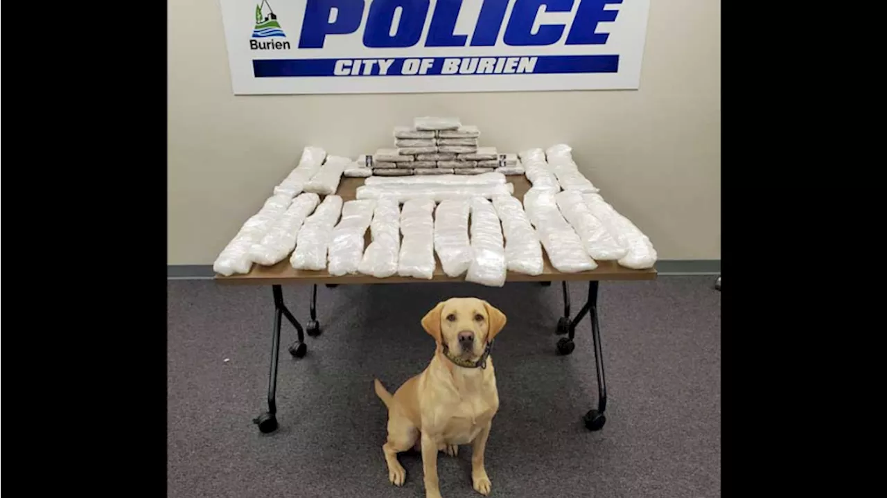 Burien Police, led by K9 Quinn, confiscate 136 pounds of illicit drugs