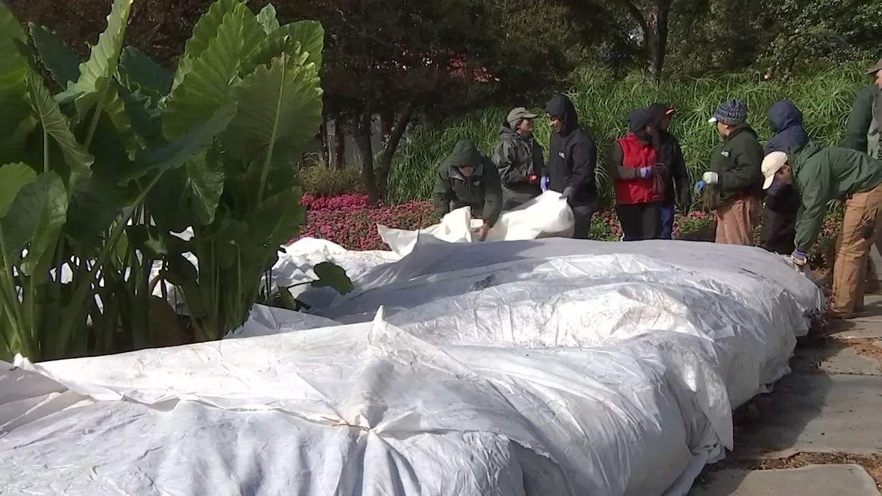 Dallas Arboretum prepares ahead of freeze warnings for Monday and Tuesday nights