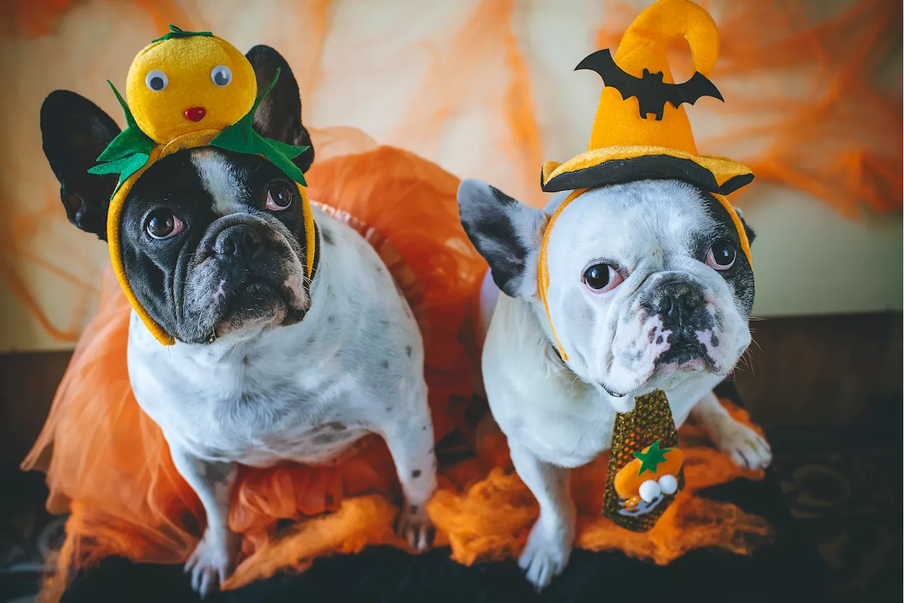 Follow these Halloween dos and don'ts for dressing up your pet