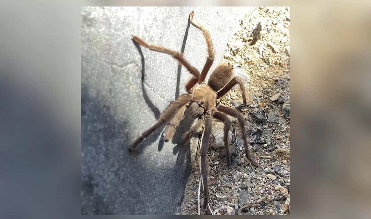 Motorcyclist collides with driver who swerved to avoid tarantula in Death Valley National Park