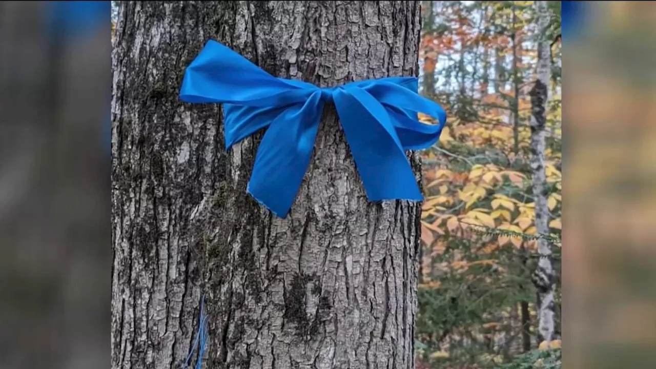 Thousands of Blue Ribbons Put Up in Boston to Support Israeli Hostages