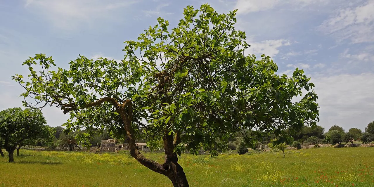 Wie kann man einen Feigenbaum durch den Winter bringen?