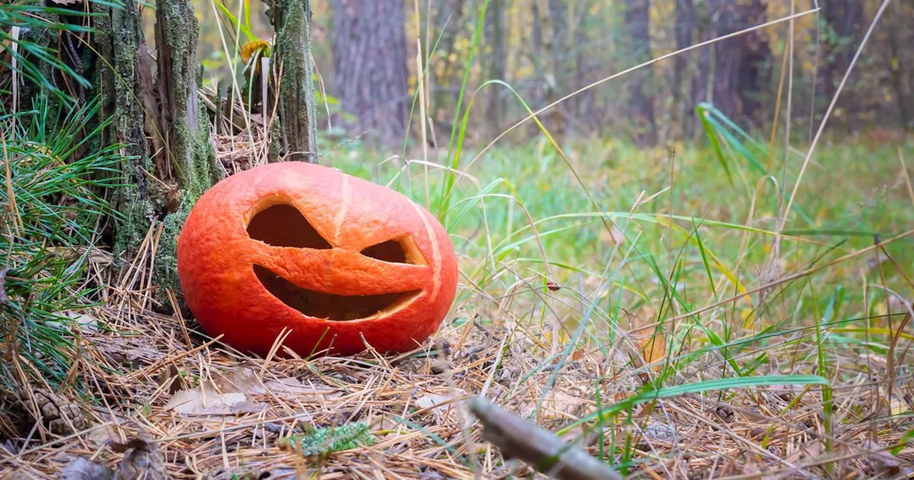 Public urged to avoid dumping pumpkins in garden or woodlands