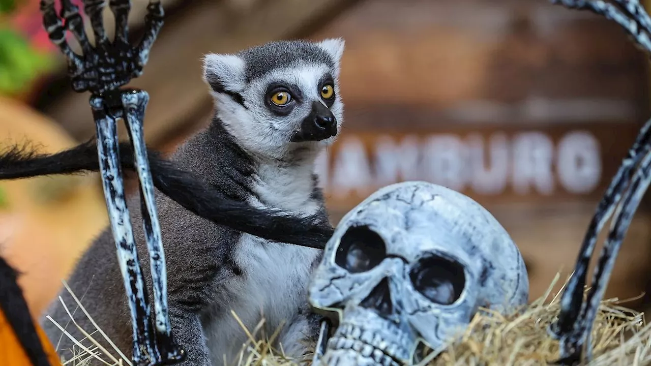 Hamburg & Schleswig-Holstein: Halloween bei den Kattas im Tropen-Aquarium Hagenbeck