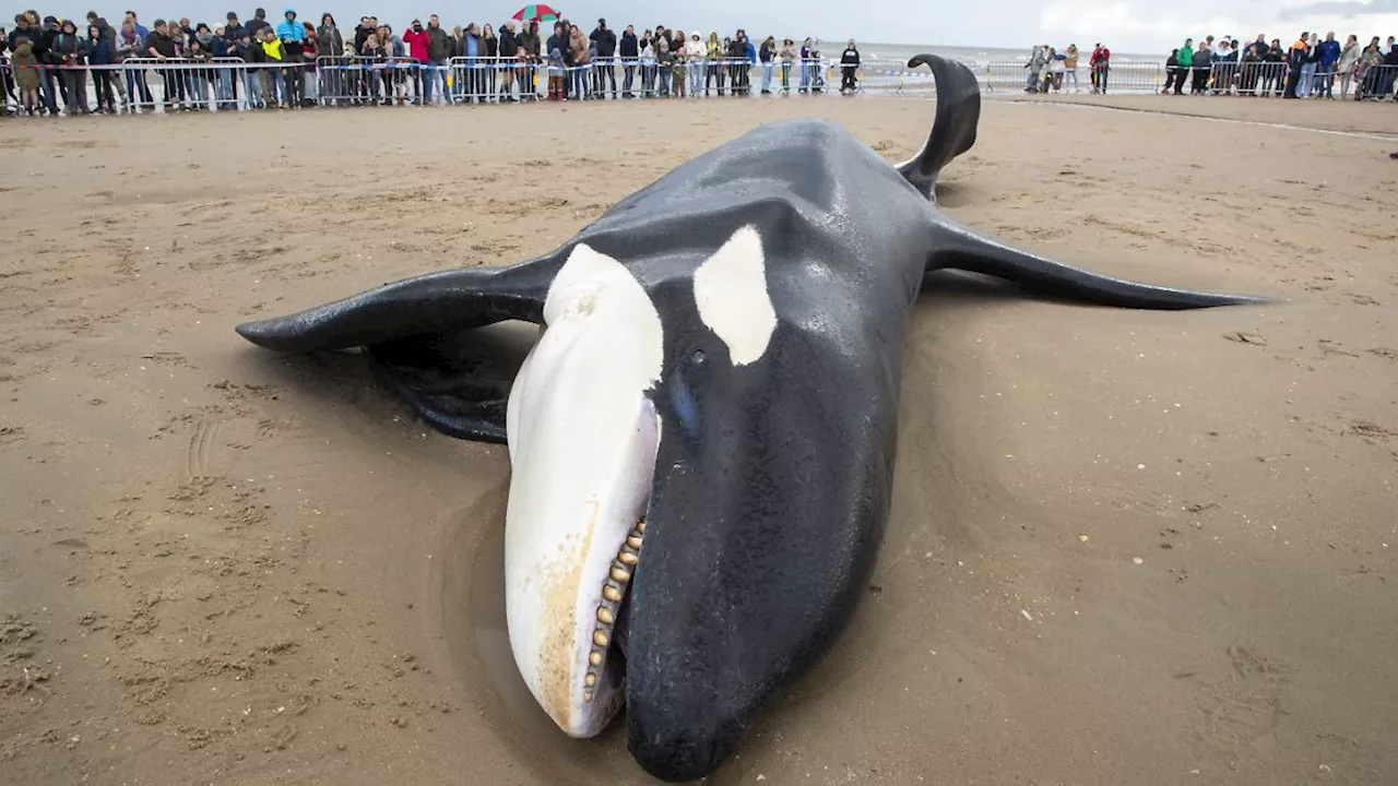 Keine äußeren Verletzungen: Orca strandet an belgischer Nordseeküste und stirbt