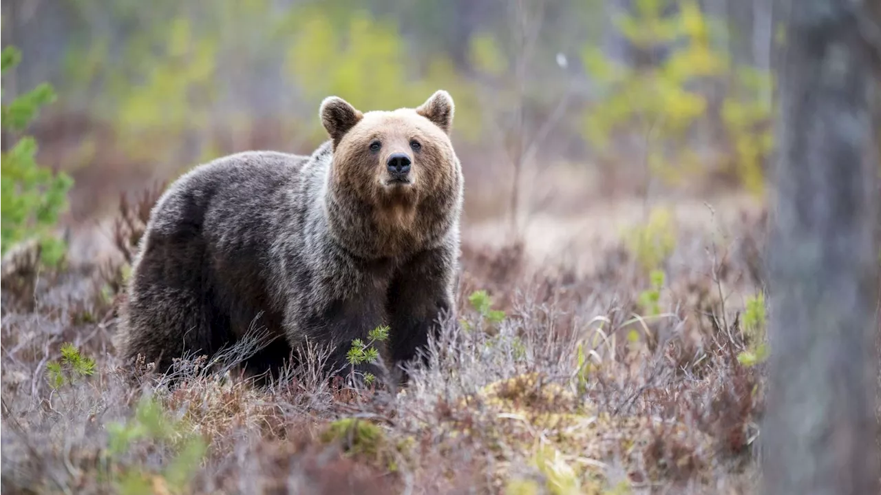 Jägare anfölls av björn – misstänkt för grovt jaktbrott