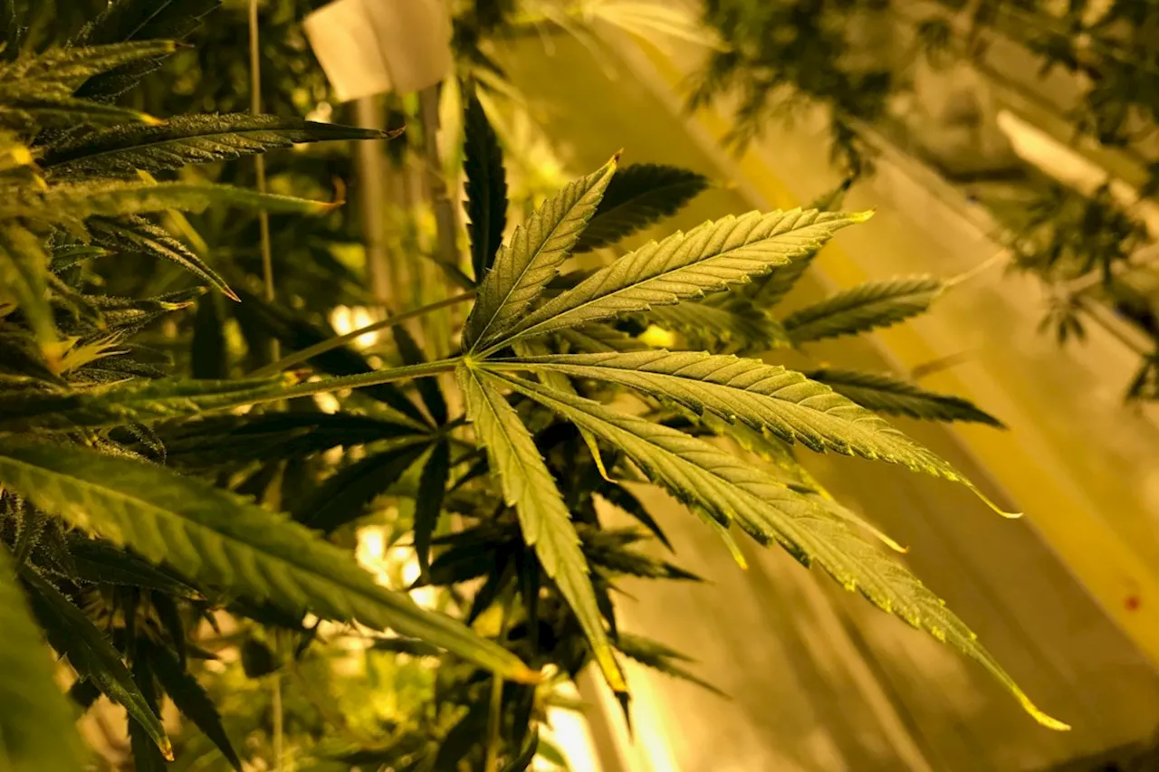 B.C. tribunal dismisses human rights complaint of 'contact high' from cannabis farm