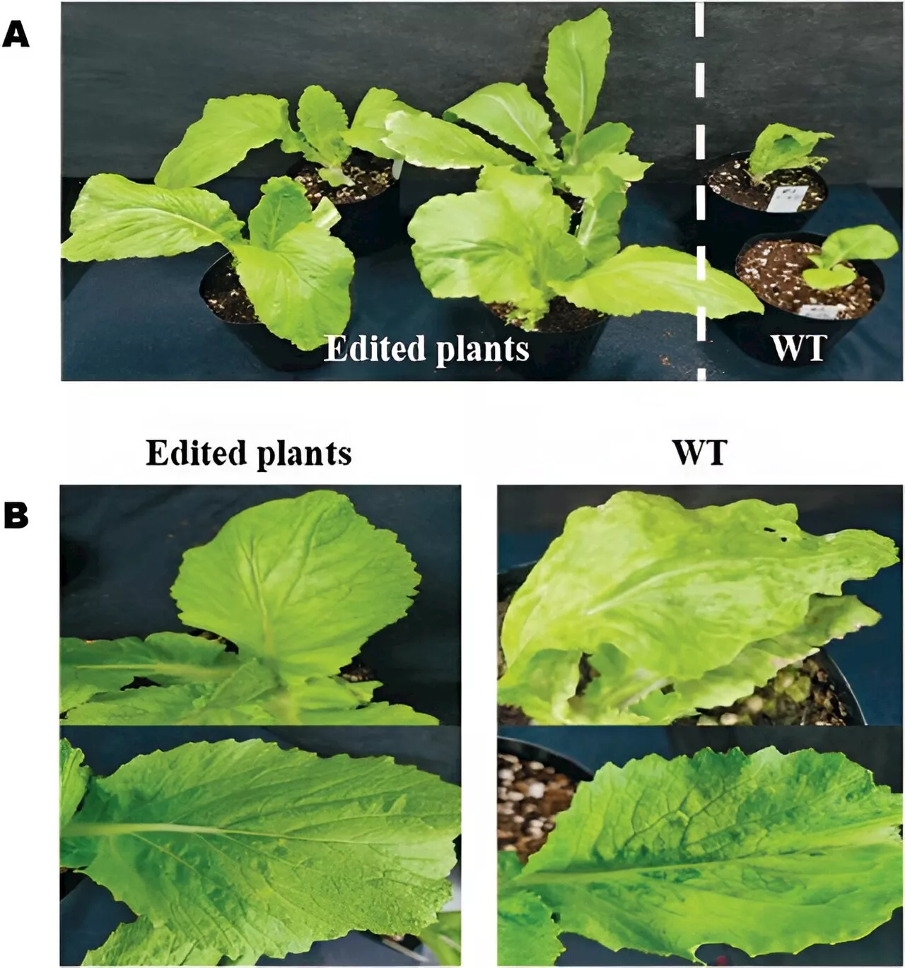 CRISPR/Cas9 unlocks TuMV resistance in Chinese cabbage: A leap forward in genome-edited plant breeding