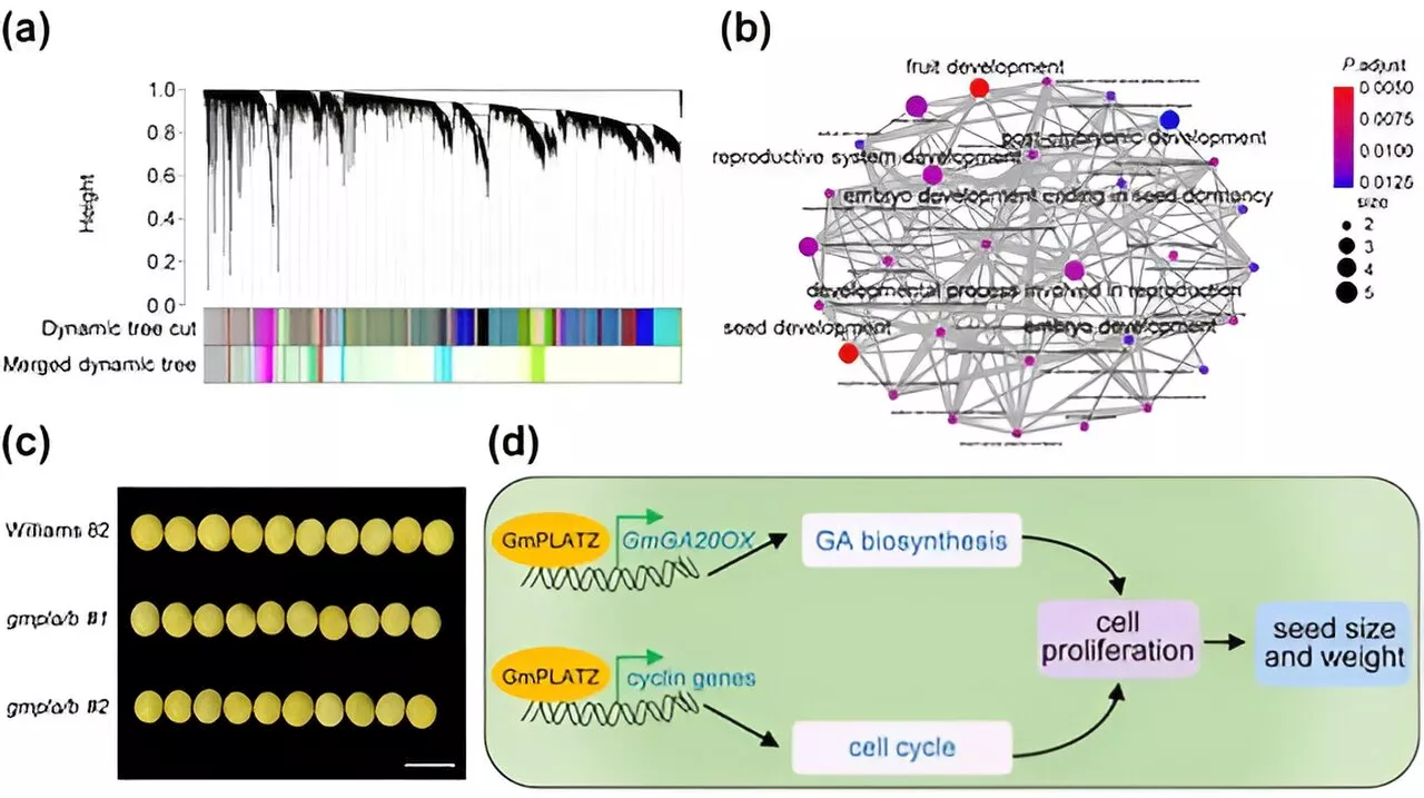 Novel soybean regulator affects seed weight and size