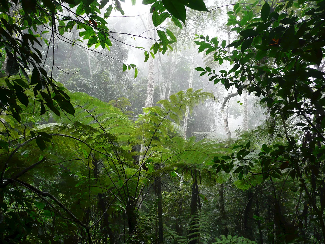 Offset markets: New approach could help save tropical forests by restoring faith in carbon credits