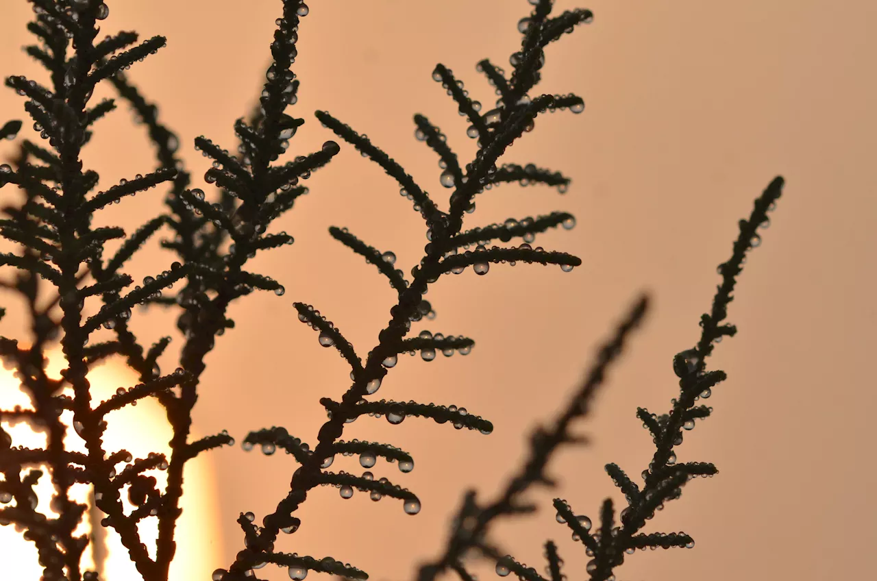 Researchers reveal how common desert shrub efficiently harvests water from the air