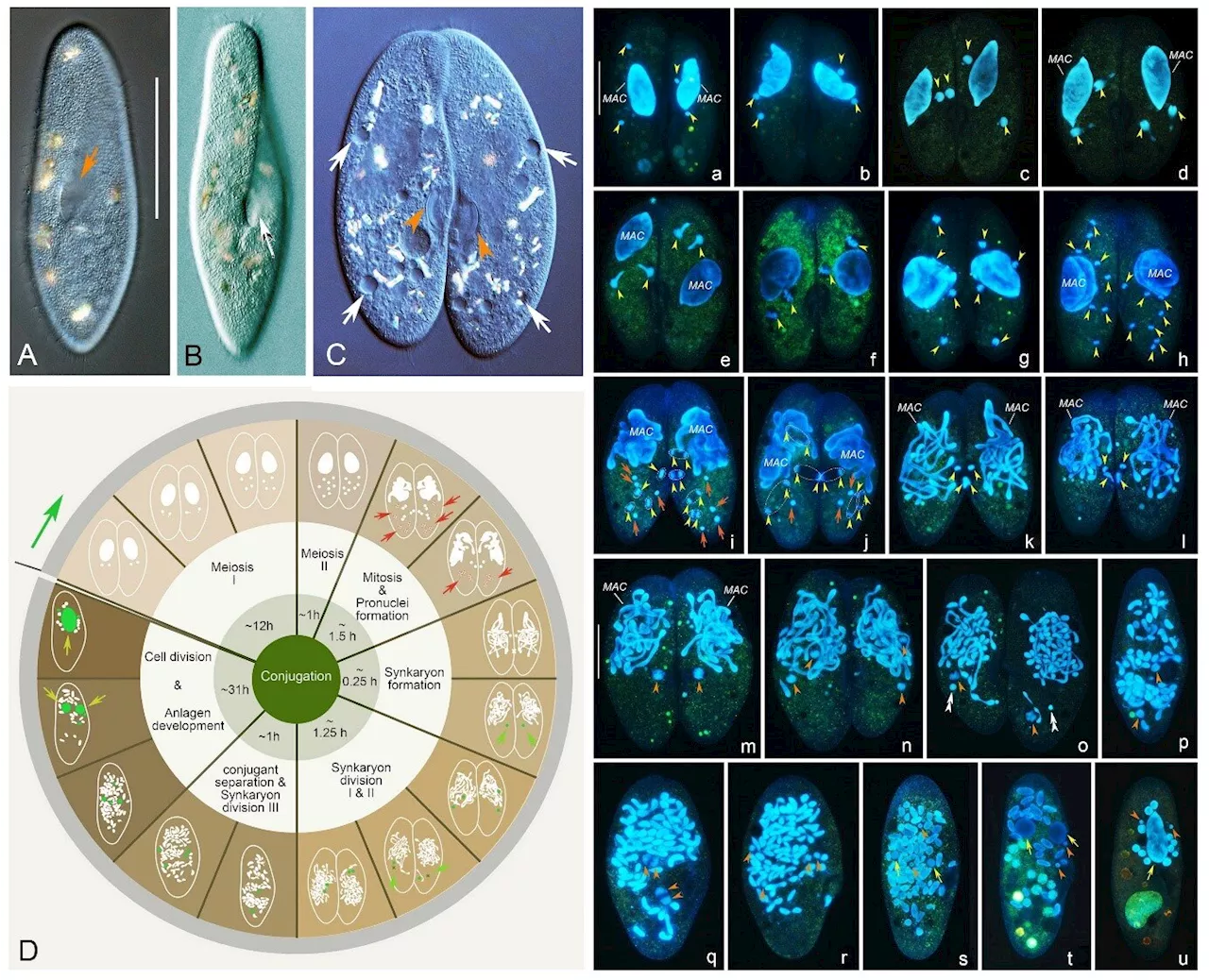 Unveiling the wonders of ciliate conjugation: Insights from Paramecium jenningsi