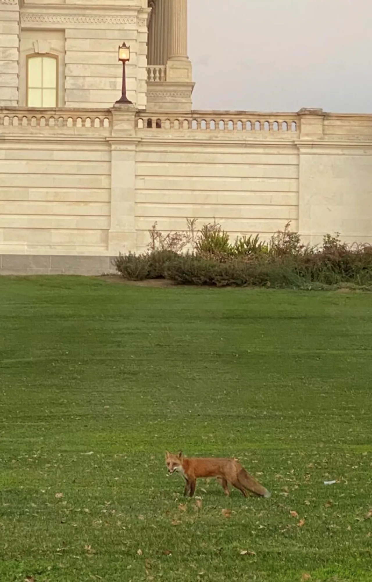 Fox spotted on Capitol Hill!