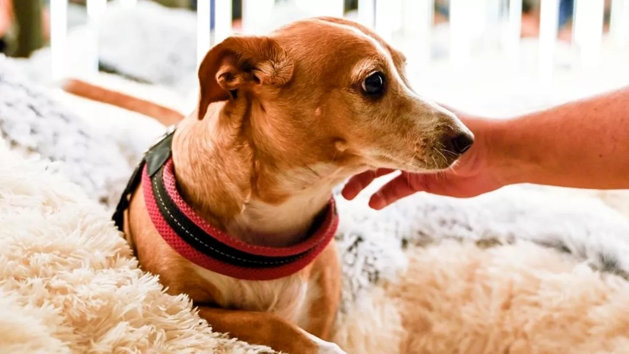 A Roma ha aperto il primo ristorante per cani (e per padroni)