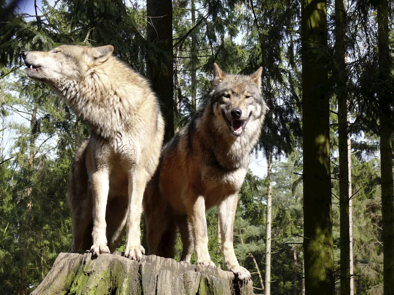 Wölfe: Graubünden veröffentlicht Quartalsbericht