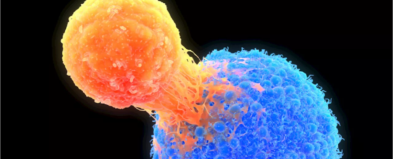 The Immune System Weighs The Same as a Pineapple, Study Finds