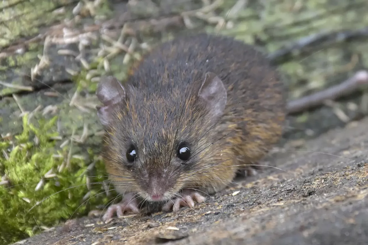 New Species of Spiny Mouse Discovered in Ecuador