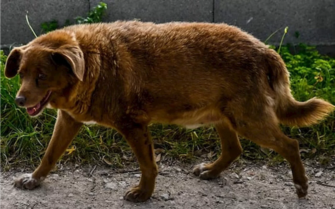 Morte del cane più vecchio del mondo, si indaga sulla reale età di Bobi