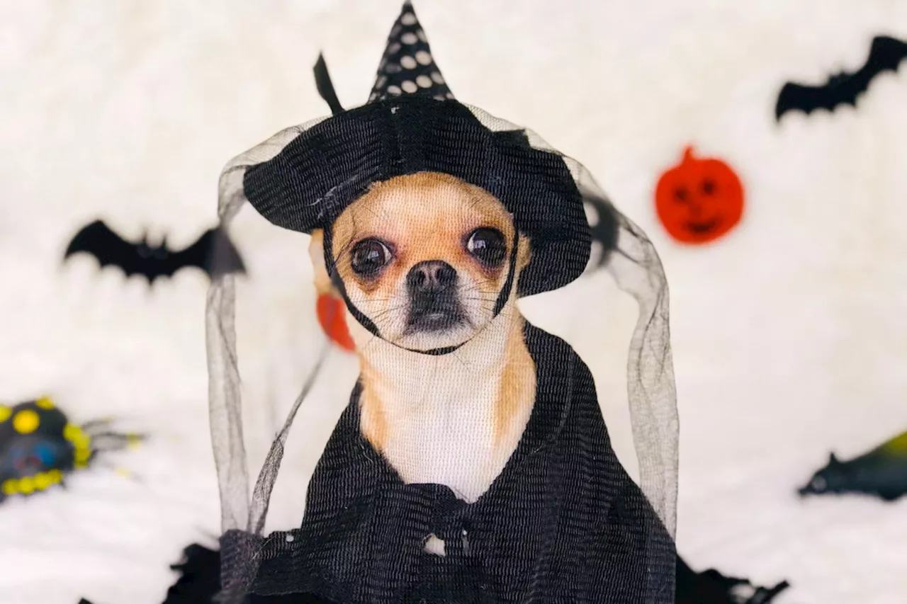 Pets & Animals: Halloween pet safety tips