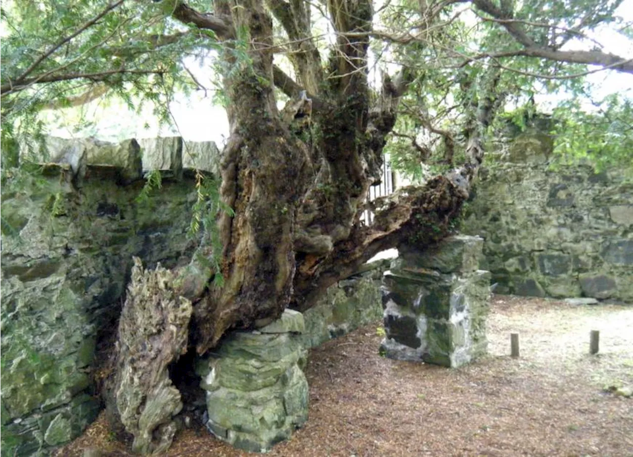 The Fortingall Yew: A Living Ancient Wonder