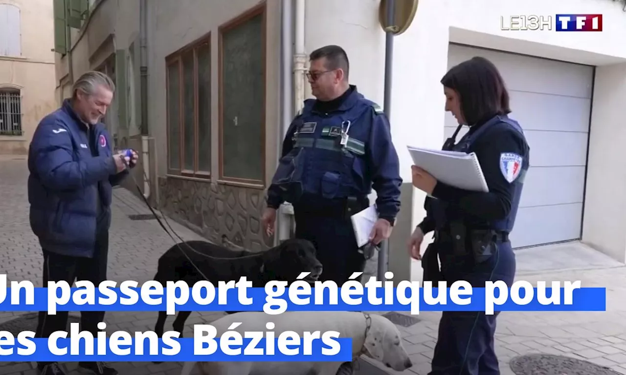 Les gardes champêtres de Béziers contrôlent les chiens avec des cartes d'identité