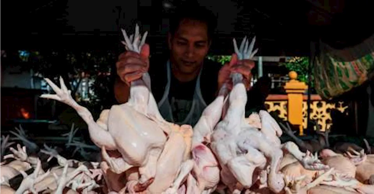 Tamat subsidi ayam: Kerajaan tingkat inisiatif, kebajikan rakyat dengan penjimatan RM100 juta sebulan