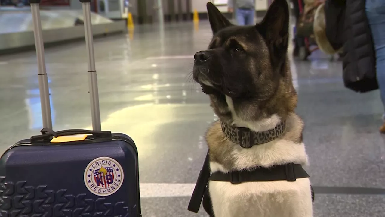 Group of dogs go to Maine to comfort, support those struggling with shootings