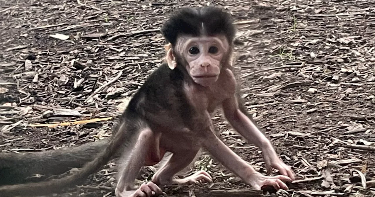 Baby Macaque born at Indianapolis Zoo