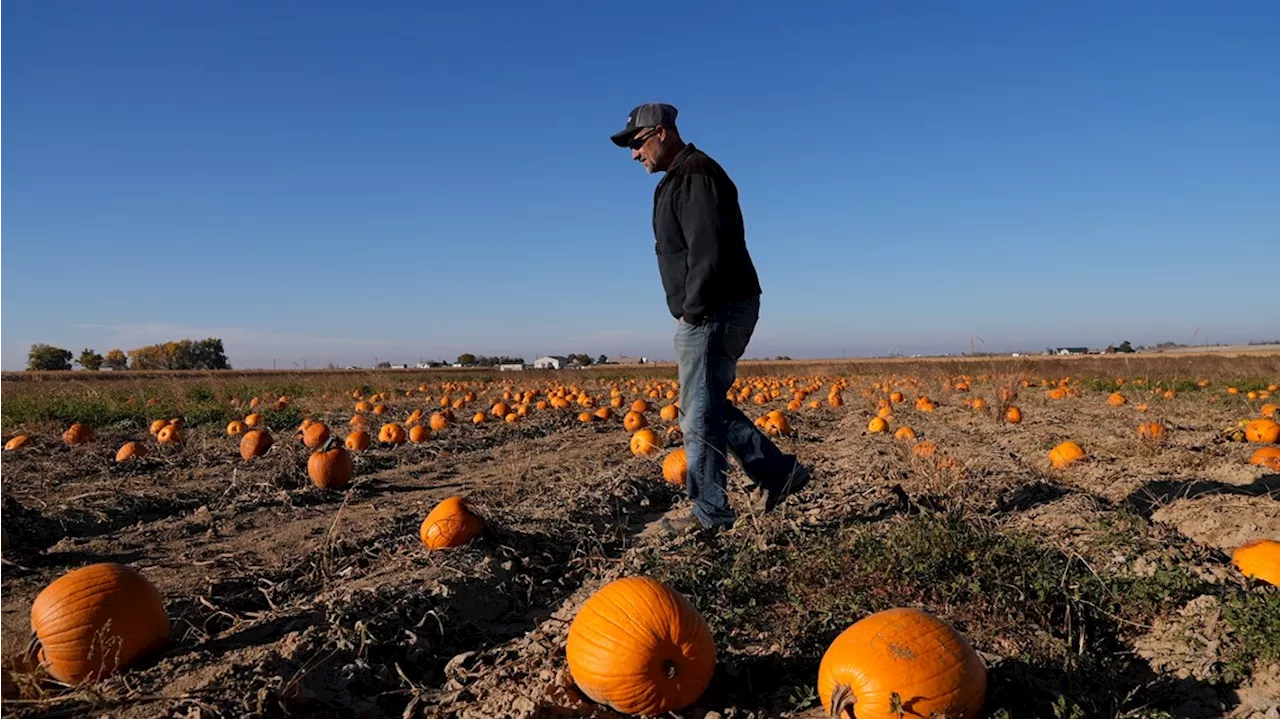 How extreme weather in the US may have affected the pumpkins you picked this year for Halloween