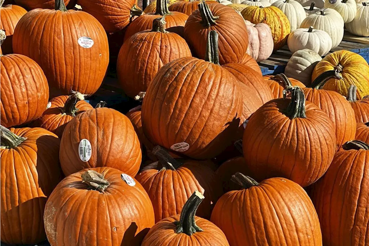 Climate change: Droughts, heavy rain turn Canada's pumpkin harvest spooky