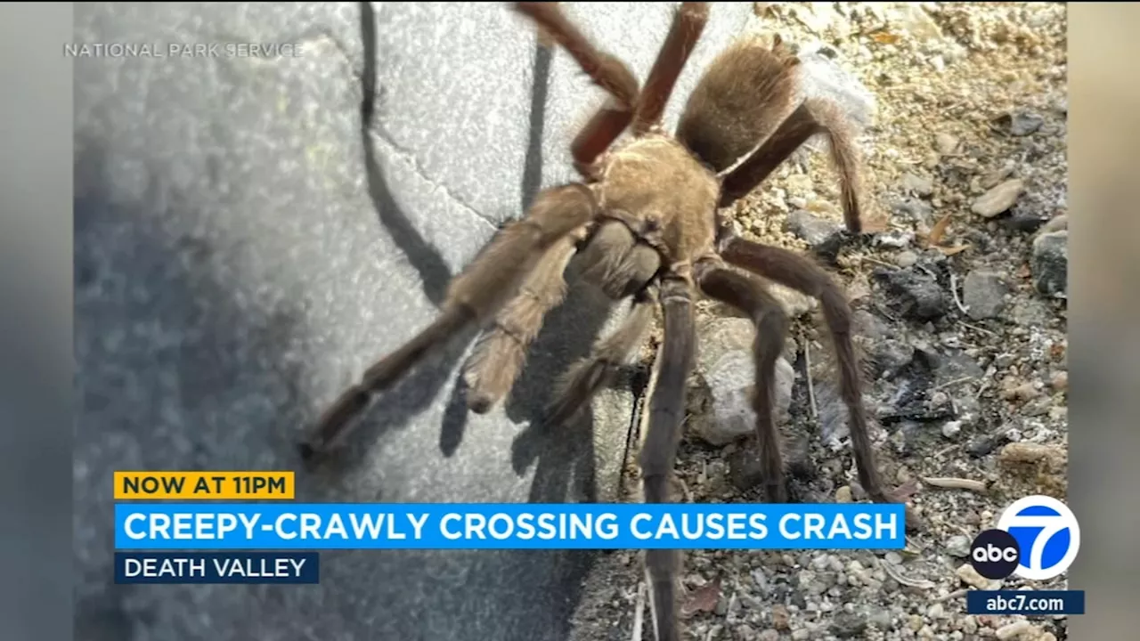 Tarantula on roadway causes crash involving international tourists in Death Valley