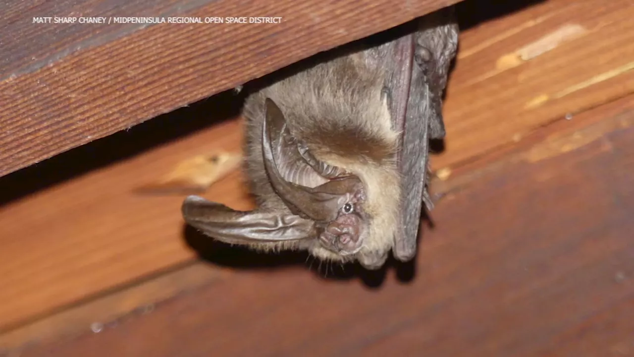 This Halloween, wildlife expert explains why Bay Area has a booming bat population