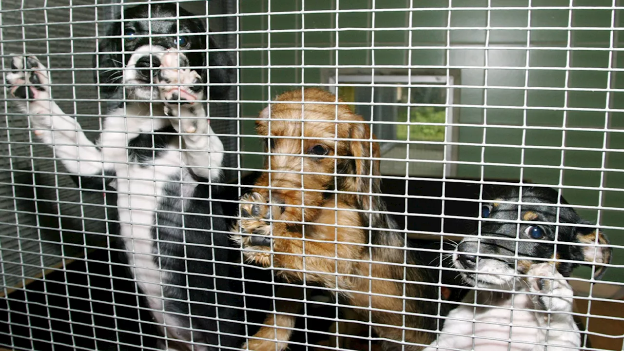 New York City, Tri-State animal shelters at capacity, emblematic of national crisis