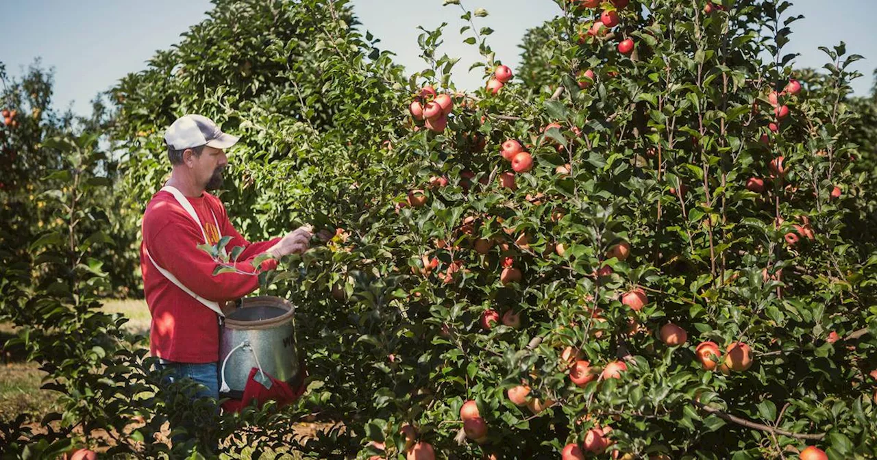 These new apples are built to withstand extreme weather