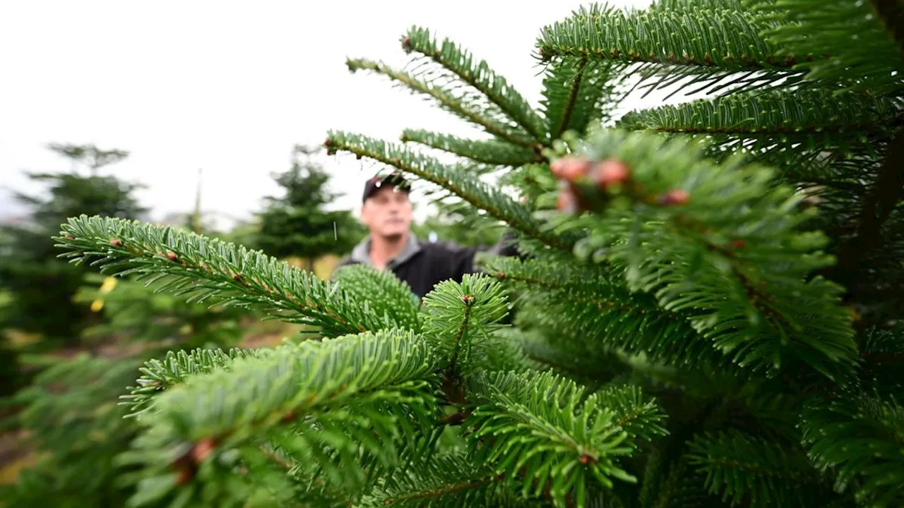 Christbäume werden in Baden-Württemberg teurer