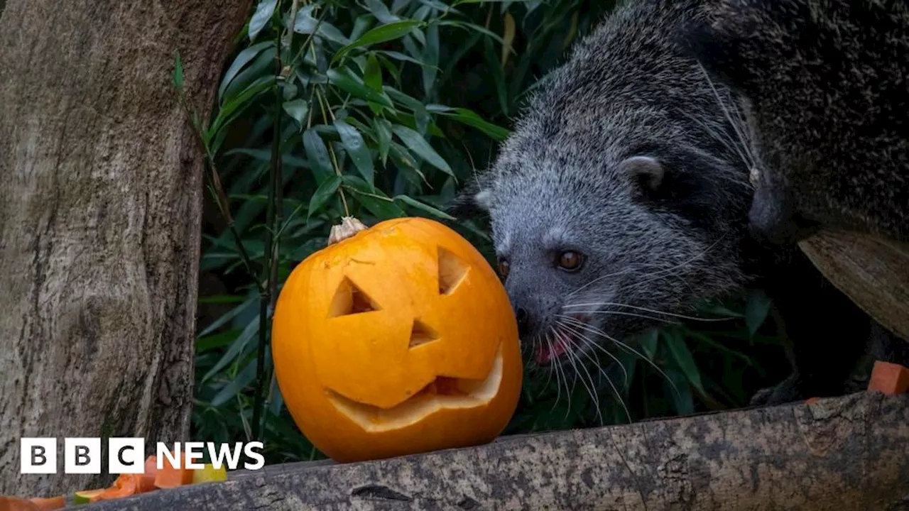 Halloween: Cotswold Wildlife Park residents enjoy spooky treats