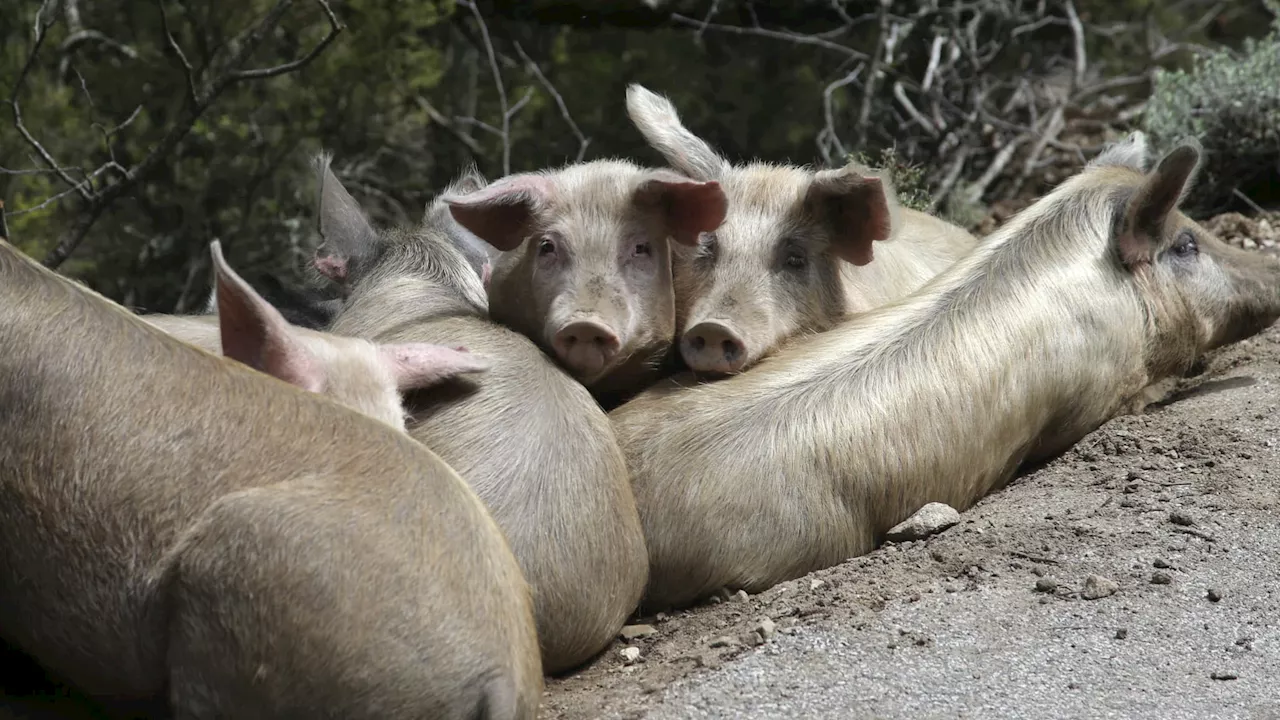 Un enfant grièvement blessé après avoir été attaqué par des cochons en Corse