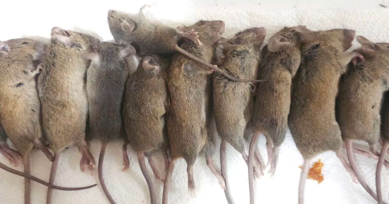 Toronto Resident's Rat-Infested Apartment Goes Viral