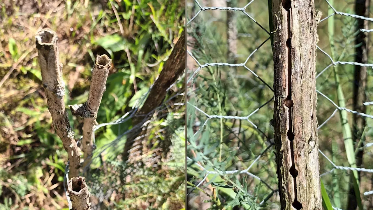 Wildbienen im Garten: Markhaltige Pflanzenstängel als Nistplätze