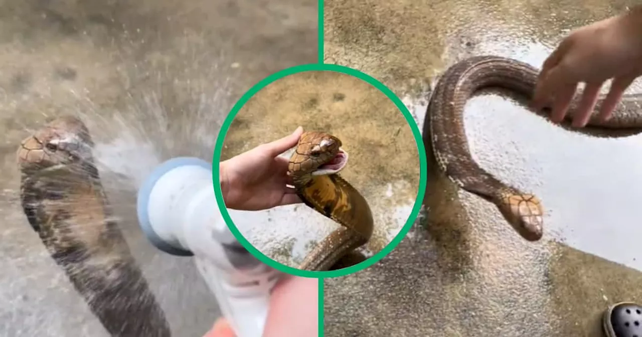 Snake Bath: Man Casually Gives Cobra Spray Down With Hose, Video Divides TikTok