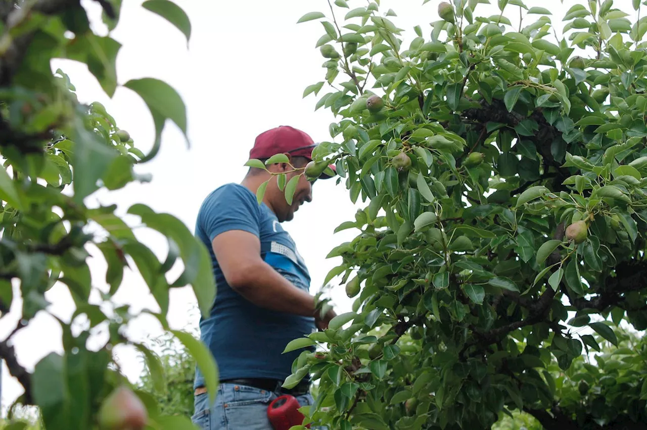 Exploitation of Migrant Workers on B.C. Farms: Calls for Fairness and Reform